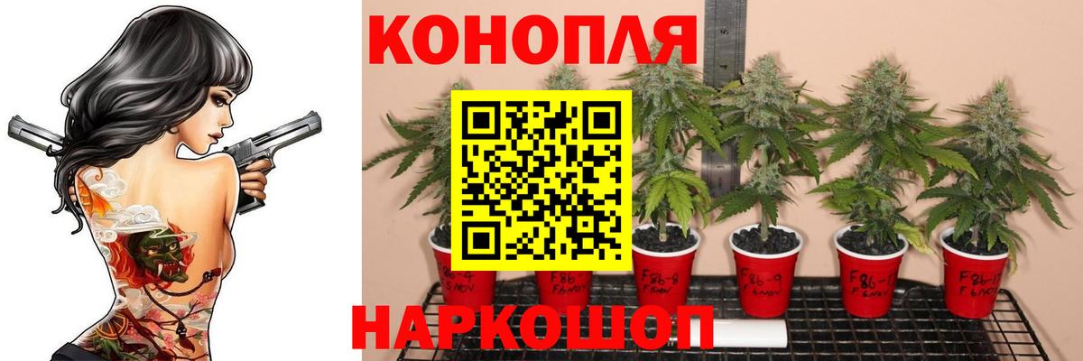 Бошки марихуана VHQ  Бошки марихуана сатива  Вход с VPN  Белгород  Канабис планчик 